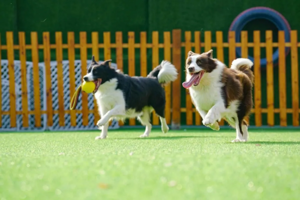 《宠物行为与驯导》在线课程